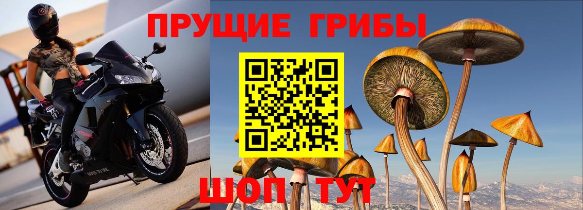 Псилоцибиновые грибы Psilocybine cubensis Новокубанск